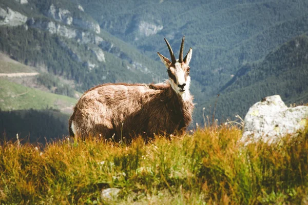 Tatra Chamois Düşük Tatras Mountains Slovakya Için — Stok fotoğraf