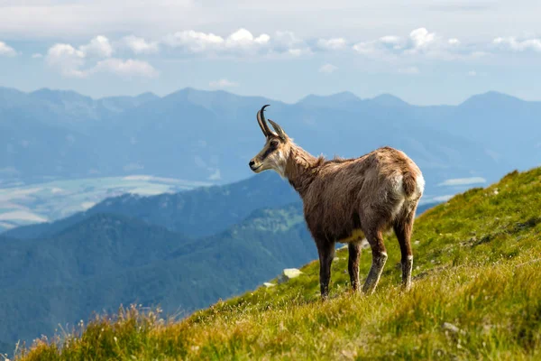 Tatra Chamois Las Montañas Baja Tatras Eslovaquia — Foto de Stock