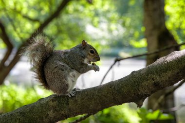 Sevimli sincap ağaçta Park'ta yemek yeme