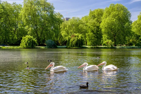 セント ジェームス パーク ロンドン イギリスで湖の上のペリカン — ストック写真