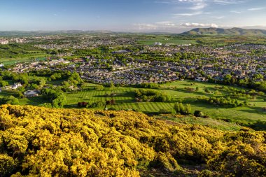 Ortak gorse - Ulex europaeus - Hill sarı çiçekler Arthurs koltuk üzerinde şehir Edinburgh İskoçya'da