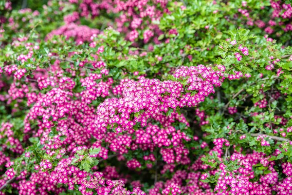 Mooie Bloeiende Violette Bloemen Plant — Stockfoto
