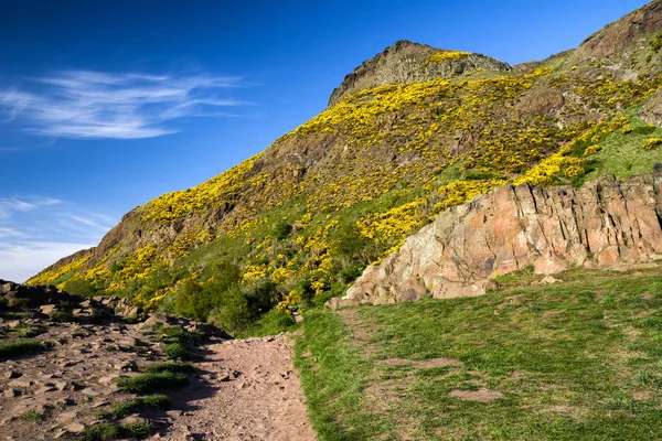 アーサーの座席 都市エジンバラ スコットランドの丘 山の黄色の花 — ストック写真