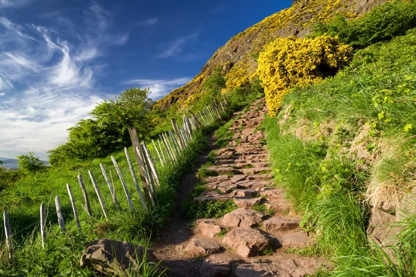 Arthur Seat Colina Cidade Edimburgo Escócia Flores Amarelas Nas Montanhas — Fotografia de Stock