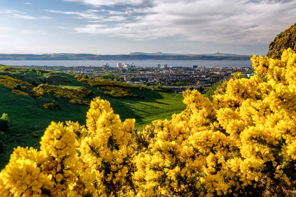 Ortak gorse - Ulex europaeus - Hill sarı çiçekler Arthurs koltuk Edinburgh şehri