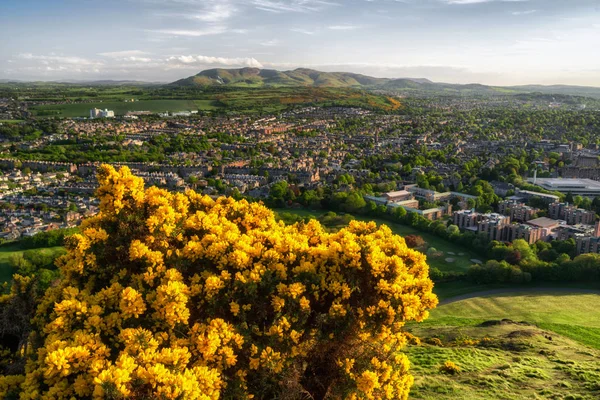 Gorse Comum Ulex Europaeus Flores Amarelas Colina Assento Arthurs Sobre — Fotografia de Stock