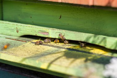 Yeşil arı kovanı polen arılar. Arıcılık