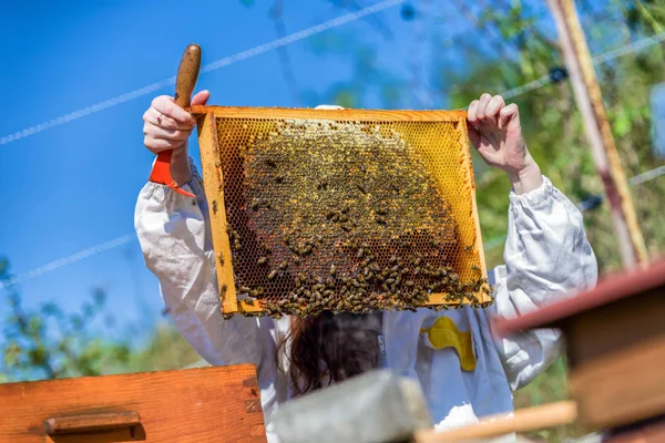 Beekeepeer Memegang Rangka Dengan Sarang Lebah Dan Sarang Lebah — Stok Foto
