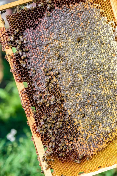 Honeycomb Dengan Madu Dan Lebah Peternakan Lebah — Stok Foto