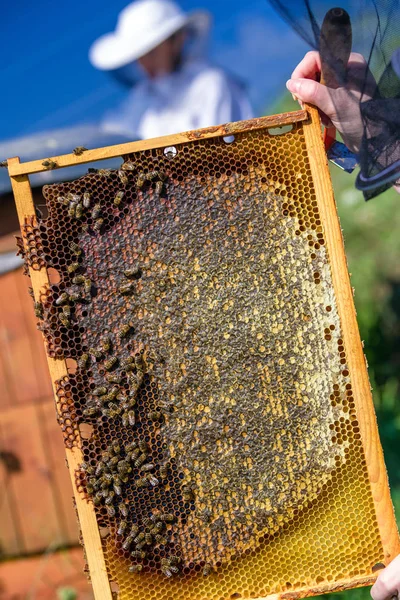 Beekeepeer Segurando Uma Moldura Com Favo Mel Abelhas — Fotografia de Stock