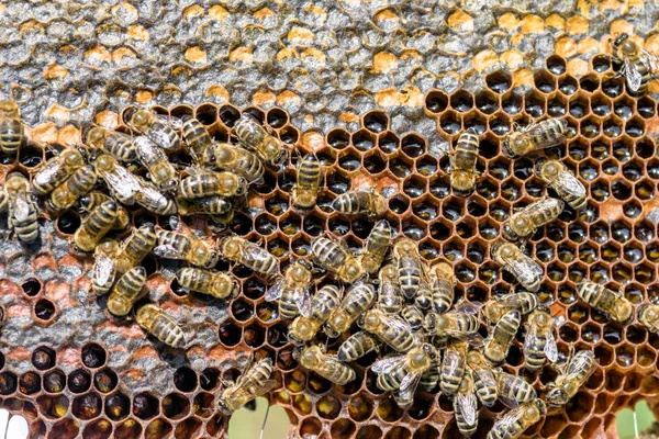 Honingraat Met Honing Bijen Bijenteelt — Stockfoto