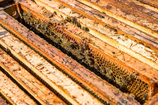 Des Abeilles Dans Une Ruche Jaune Apiculture — Photo