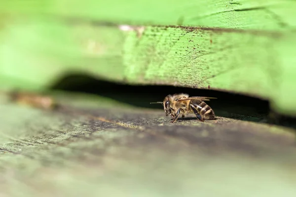 Een Honingbij Groene Bijenkorf Klaar Vliegen — Stockfoto