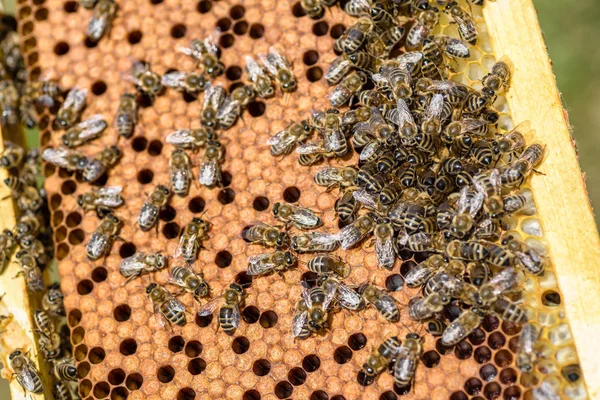 Бджоли Жовтому Вулику Бджільництво — стокове фото