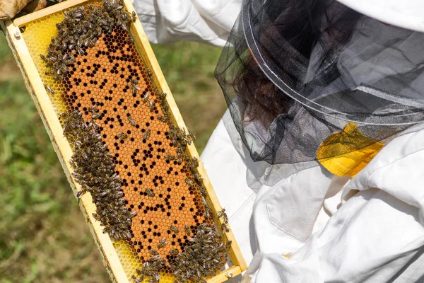Beekeepeer Segurando Uma Moldura Com Favo Mel Abelhas — Fotografia de Stock