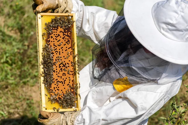 Plástev Medu Včel Včelařství — Stock fotografie