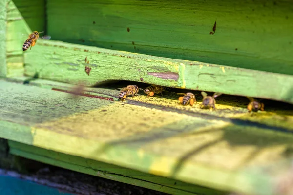Yeşil arı kovanı polen arılar. Arıcılık