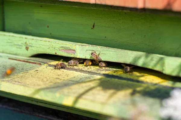 Yeşil arı kovanı polen arılar. Arıcılık