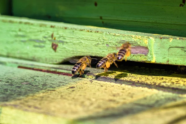Yeşil arı kovanı polen arılar. Arıcılık