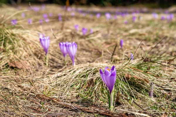 Violet Blooming Crocus Sprng Meadow — Stock Photo, Image