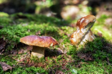 Yenilebilir mantar - boleti ormandaki