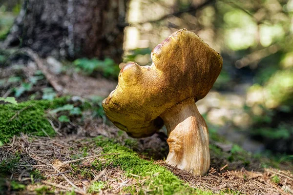 Stora Boletus Sommar Skog Ätlig Svamp Boleti — Stockfoto