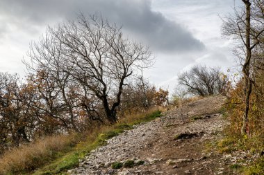 Sonbahar ormandaki doğal yol çakıl. Çam ağacı yaprakları olmadan. Arka planı karanlık gökyüzüne