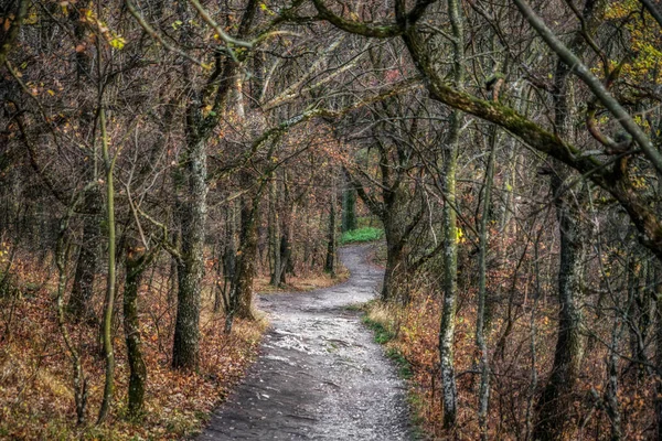 Caminho Mágico Natural Floresta Outono Com Árvore Sem Folhas — Fotografia de Stock