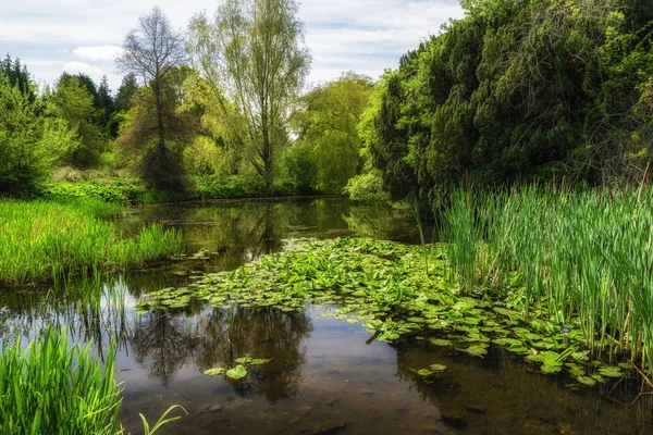 Reflektion Sjön Och Gröna Våren Träd Royal Botanic Garden Edinburgh — Stockfoto