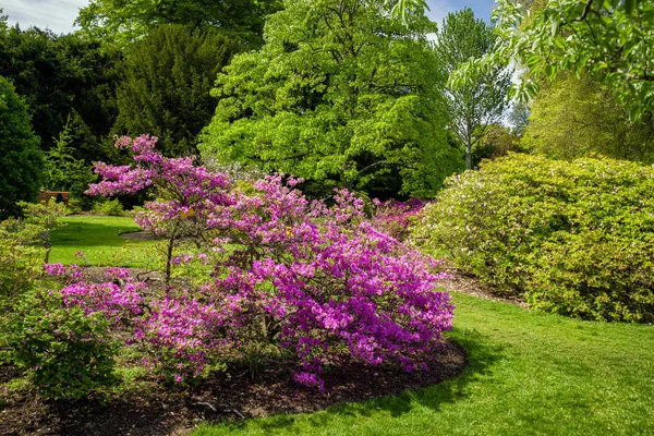 Flores Violetas Coloridas Florescendo Planta Royal Botanic Garden Edimburgo Escócia — Fotografia de Stock