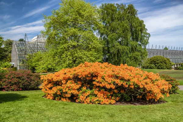 Bunt Blühende Orangefarbene Blüten Auf Pflanzen Königlichen Botanischen Garten Edinburgh — Stockfoto