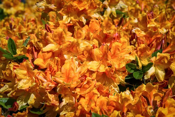 Kleurrijke Bloeiende Oranje Bloemen Close — Stockfoto