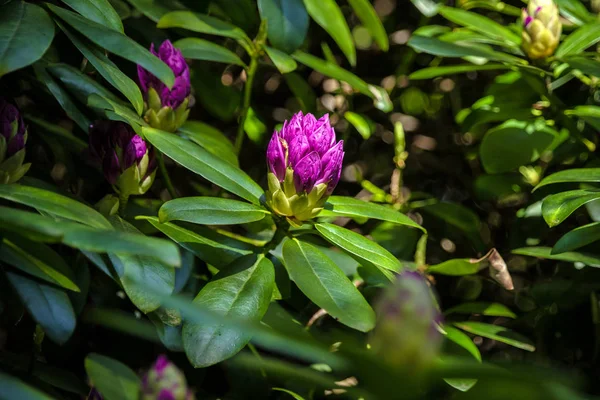 Violeta Flor Primavera Florescendo Planta — Fotografia de Stock