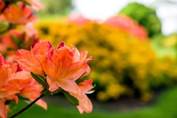 Flores Laranjeira Florescentes Coloridas Vista Perto — Fotografia de Stock
