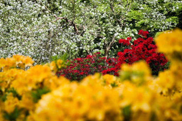 Kleurrijke Bloeiende Bloemen Royal Botanic Garden Edinburgh — Stockfoto
