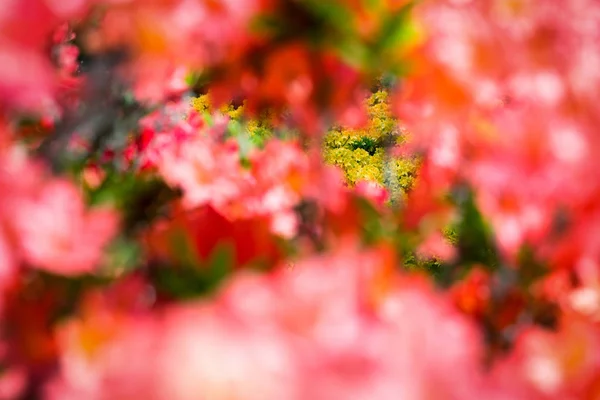 Barevný Kvetoucí Oranžové Květy Detailní Zobrazení — Stock fotografie
