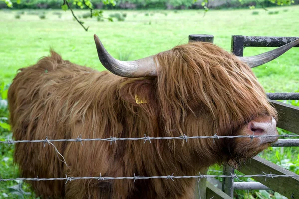 Close View Scottish Highland Cattle — Stock Photo, Image