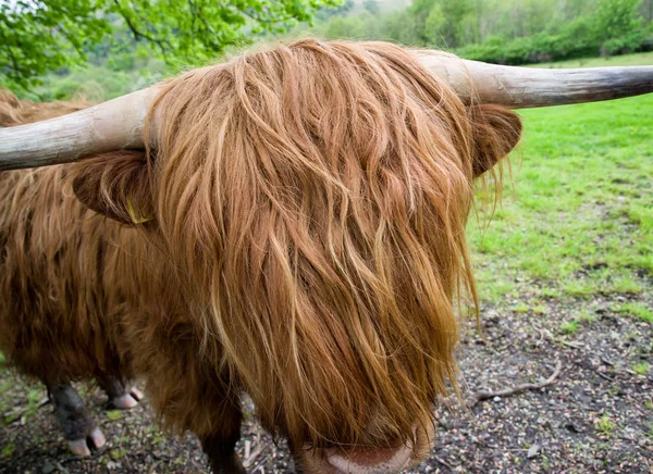 Close View Scottish Highland Cattle — Stock Photo, Image