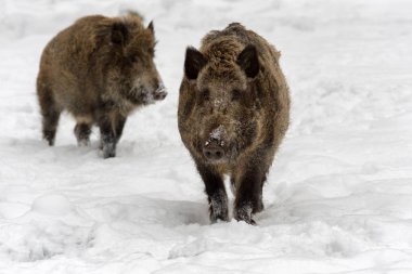 Yaban domuzu karlı ülkeye