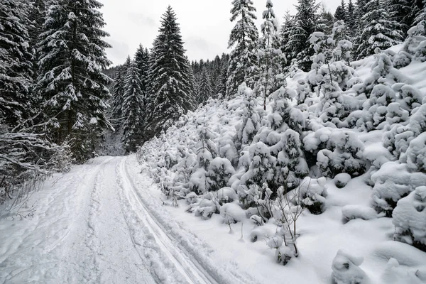 Ośnieżone Drzewa Lesie Zimą Cutkovska Vally Słowacja — Zdjęcie stockowe