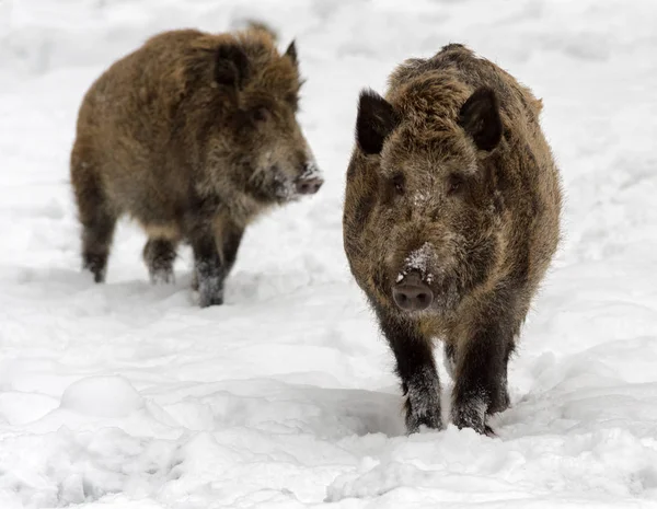 Wild Boar Snowy Country — Stock Photo, Image