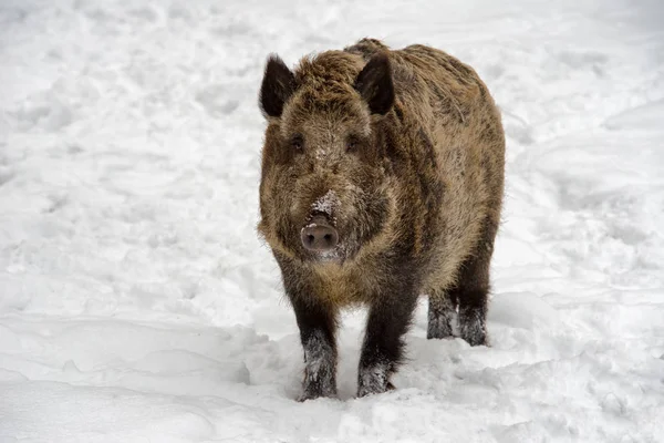 Wilde Zwijnen Besneeuwde Land — Stockfoto