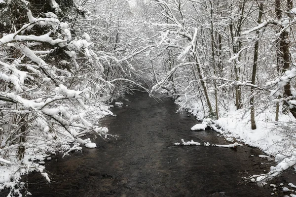 Flödande Floden Vinter Skog Med Snöiga Träd — Stockfoto