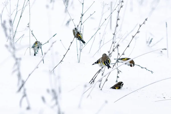 European Goldfinch Snowy Winter Natury — Stock Photo, Image