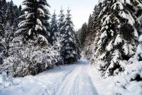 Zaśnieżonej Drodze Zimowym Lesie Utkovska Dolina Demianowska Dolina Słowacja — Zdjęcie stockowe