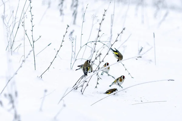 Stieglitz Schneereichen Winter — Stockfoto