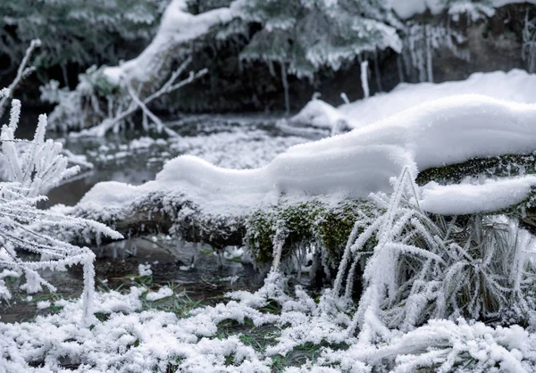 Beyaz Soğuk Kış Aylarında Karlı Orman — Stok fotoğraf