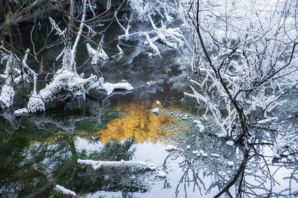 Snowy Icy Roślin Drzew Zamarzniętego Jeziora Lesie — Zdjęcie stockowe