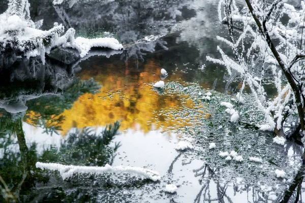 Snowy Icy Roślin Drzew Zamarzniętego Jeziora Lesie — Zdjęcie stockowe