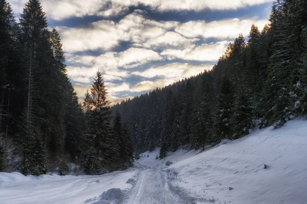 Snöig Väg Vinter Skog Dal Ludrovska Dolina Slovakien — Stockfoto